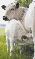 Go vegan for animals